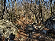 43 Sentiero in saliscendi in bosco di alti carpini neri